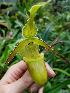  (Phragmipedium longifolium - ORDNA00450)  @11 [ ] Copyright (2019) Unspecified Atlanta Botanical Garden