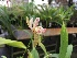  ( - ORDNA00405)  @11 [ ] Copyright (2019) Unspecified Atlanta Botanical Garden