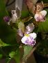  ( - ORDNA00405)  @11 [ ] Copyright (2019) Unspecified Atlanta Botanical Garden