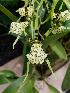  (Brassia maculata - ORDNA00388)  @11 [ ] Copyright (2019) Unspecified Atlanta Botanical Garden