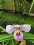  (Phragmipedium schlimii - ORDNA00440)  @11 [ ] Copyright (2019) Unspecified Atlanta Botanical Garden