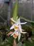  (Coelogyne stricta - ORDNA00342)  @11 [ ] Copyright (2019) Unspecified Atlanta Botanical Garden