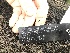 ( - ORDNA00117)  @11 [ ] Copyright (2018) Unspecified Atlanta Botanical Garden