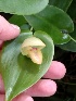  (Pleurothallis palliolata - CL3)  @11 [ ] Copyright (2016) Kylie Bucalo Atlanta Botanical Garden