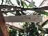  ( - ORDNA00123)  @11 [ ] CreativeCommons - Attribution Share-Alike (2018) Unspecified Atlanta Botanical Garden
