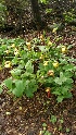 ( - KB219-1)  @11 [ ] Copyright (2019) Unspecified Atlanta Botanical Garden