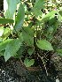  (Sobralia atropubescens - ORDNA00700)  @11 [ ] Copyright (2019) Unspecified Atlanta Botanical Garden