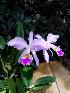  (Cattleya gaskelliana - ORDNA00704)  @11 [ ] Copyright (2019) Unspecified Atlanta Botanical Garden