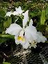  (Cattleya mossiae - ORDNA00708)  @11 [ ] Copyright (2019) Unspecified Atlanta Botanical Garden