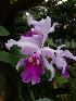  (Cattleya mendelii - ORDNA00712)  @11 [ ] Copyright (2019) Unspecified Atlanta Botanical Garden