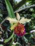  (Cattleya dowiana - ORDNA00716)  @11 [ ] Copyright (2019) Unspecified Atlanta Botanical Garden