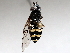  ( - BIOUG56885-B01)  @11 [ ] CreativeCommons - Attribution (2021) CBG Photography Group Centre for Biodiversity Genomics