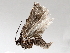  ( - BIOUG56886-B09)  @12 [ ] CreativeCommons - Attribution (2021) CBG Photography Group Centre for Biodiversity Genomics