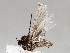  ( - BIOUG56886-C02)  @12 [ ] CreativeCommons - Attribution (2021) CBG Photography Group Centre for Biodiversity Genomics