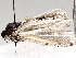  ( - BIOUG56886-C03)  @12 [ ] CreativeCommons - Attribution (2021) CBG Photography Group Centre for Biodiversity Genomics