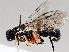  ( - BIOUG56886-D05)  @11 [ ] CreativeCommons - Attribution (2021) CBG Photography Group Centre for Biodiversity Genomics