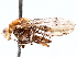  ( - BIOUG56887-D05)  @11 [ ] CreativeCommons - Attribution (2021) CBG Photography Group Centre for Biodiversity Genomics