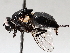  ( - BIOUG56887-D11)  @11 [ ] CreativeCommons - Attribution (2021) CBG Photography Group Centre for Biodiversity Genomics