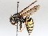  ( - BIOUG56888-C02)  @11 [ ] CreativeCommons - Attribution (2021) CBG Photography Group Centre for Biodiversity Genomics