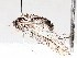 ( - BIOUG56888-D10)  @11 [ ] CreativeCommons - Attribution (2021) CBG Photography Group Centre for Biodiversity Genomics