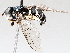  ( - BIOUG56889-D10)  @11 [ ] CreativeCommons - Attribution (2021) CBG Photography Group Centre for Biodiversity Genomics