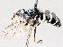  ( - BIOUG56889-F09)  @11 [ ] CreativeCommons - Attribution (2021) CBG Photography Group Centre for Biodiversity Genomics