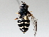  ( - BIOUG56889-F12)  @11 [ ] CreativeCommons - Attribution (2021) CBG Photography Group Centre for Biodiversity Genomics