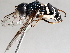  ( - BIOUG56889-G01)  @11 [ ] CreativeCommons - Attribution (2021) CBG Photography Group Centre for Biodiversity Genomics