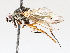  ( - BIOUG56890-C07)  @11 [ ] CreativeCommons - Attribution (2021) CBG Photography Group Centre for Biodiversity Genomics
