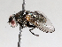  ( - BIOUG56890-D01)  @11 [ ] CreativeCommons - Attribution (2021) CBG Photography Group Centre for Biodiversity Genomics