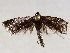  ( - BIOUG56891-C11)  @12 [ ] CreativeCommons - Attribution (2021) CBG Photography Group Centre for Biodiversity Genomics