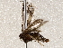  ( - BIOUG56891-D08)  @12 [ ] CreativeCommons - Attribution (2021) CBG Photography Group Centre for Biodiversity Genomics