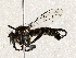  ( - BIOUG56892-A12)  @11 [ ] CreativeCommons - Attribution (2021) CBG Photography Group Centre for Biodiversity Genomics