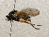  ( - BIOUG56892-B03)  @11 [ ] CreativeCommons - Attribution (2021) CBG Photography Group Centre for Biodiversity Genomics