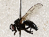  ( - BIOUG56892-E10)  @11 [ ] CreativeCommons - Attribution (2021) CBG Photography Group Centre for Biodiversity Genomics