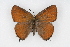  (Callophrys johnsoni - CSU-CPG-LEP001072)  @14 [ ] CreativeCommons - Attribution (2009) Unspecified Unspecified