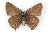  (Satyrium tetra - CSU-CPG-LEP001086)  @14 [ ] CreativeCommons - Attribution (2009) Unspecified Unspecified