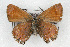  ( - CSU-CPG-LEP001098)  @13 [ ] CreativeCommons - Attribution (2009) Unspecified Unspecified