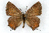  (Callophrys gryneus chalcosiva - CSU-CPG-LEP001100)  @13 [ ] CreativeCommons - Attribution (2009) Unspecified Unspecified
