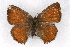  (Callophrys muiri - CSU-CPG-LEP001101)  @13 [ ] CreativeCommons - Attribution (2009) Unspecified Unspecified
