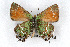  (Callophrys gryneus - CSU-CPG-LEP001103)  @13 [ ] CreativeCommons - Attribution (2009) Unspecified Unspecified