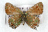  (Callophrys gryneus mansfieldi - CSU-CPG-LEP001105)  @13 [ ] CreativeCommons - Attribution (2009) Unspecified Unspecified