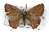  ( - CSU-CPG-LEP001106)  @12 [ ] CreativeCommons - Attribution (2009) Unspecified Unspecified