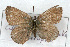  (Callophrys sheridanii interrupta - CSU-CPG-LEP001109)  @12 [ ] CreativeCommons - Attribution (2009) Unspecified Unspecified