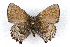  (Callophrys fotis - CSU-CPG-LEP001121)  @13 [ ] CreativeCommons - Attribution (2009) Unspecified Unspecified