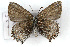  ( - CSU-CPG-LEP001125)  @13 [ ] CreativeCommons - Attribution (2009) Unspecified Unspecified