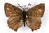  ( - CSU-CPG-LEP001129)  @13 [ ] CreativeCommons - Attribution (2009) Unspecified Unspecified