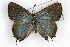  (Callophrys spinetorum - CSU-CPG-LEP001131)  @14 [ ] CreativeCommons - Attribution (2009) Unspecified Unspecified