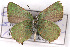  (Callophrys sheridanii - CSU-CPG-LEP001132)  @14 [ ] CreativeCommons - Attribution (2009) Unspecified Unspecified