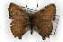  (Callophrys irus - CSU-CPG-LEP001136)  @15 [ ] CreativeCommons - Attribution (2009) Unspecified Unspecified